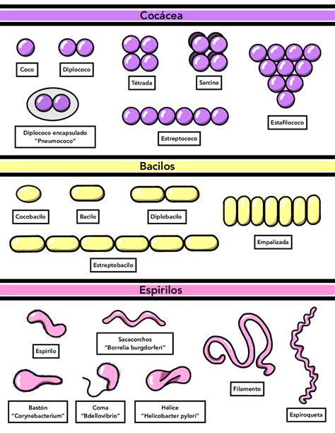 Bacterias Y Su Morfologia
