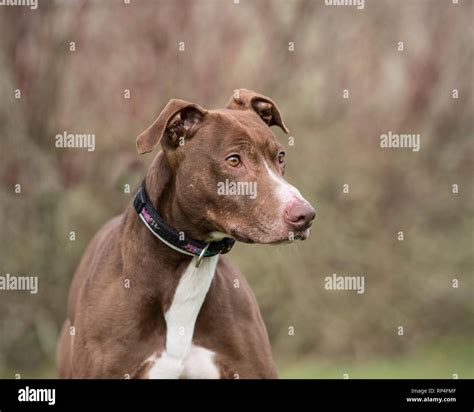 Bull Lurcher Dog Stock Photo Alamy