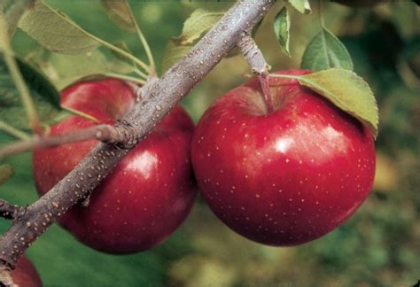 Stark® Super Red Fuji Apple Apple Trees Stark Bros