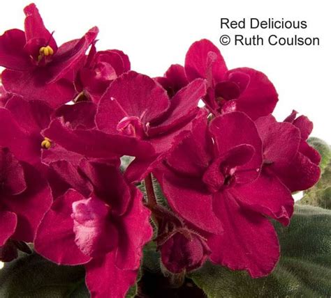 Red Delicious Hybridised By Margaret Taylor Is One Of The Best Of The