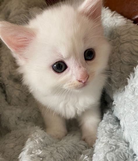 Can deliver but charge for fuel. Beautiful white fluffy kittens | Loughborough ...