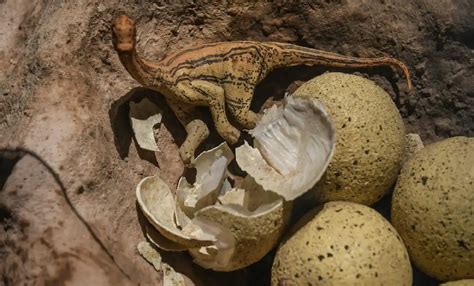 Researchers Find A Rare Abnormal Dinosaur Egg In India A Unique Egg Never Seen Before Science