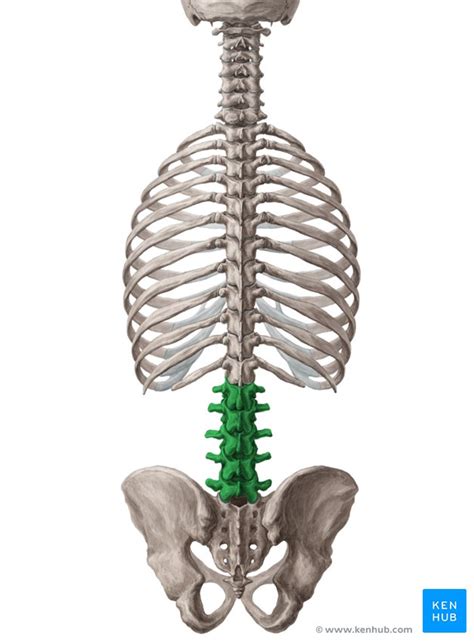 A cane or walker can help you keep your balance when you walk. Lumbar vertebrae - Anatomy & Clinical Aspects | Kenhub