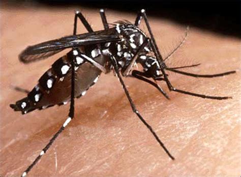 Cristian Fabiano Dicas De Tudo Um Pouco Aprenda Como Identificar O Mosquito Da Dengue