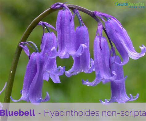 Bluebell Facts And Health Benefits