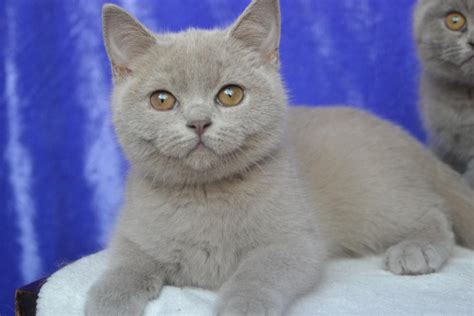 You can't afford to buy a pure bred cat or don't know if you are ready for new member? British Shorthair, British shorthair kittens!, cats, for ...