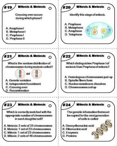 Mitosis And Meiosis Task Cards Teaching Resources