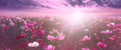 Share More Than 143 Pink Nature Wallpaper Hd Best Vn