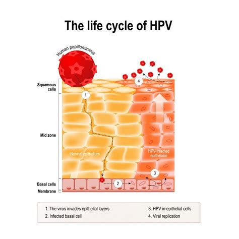 Life Cycle Of Papillomavirus The Hiv Viral Replication Cycle Tratament Sexiz Pix