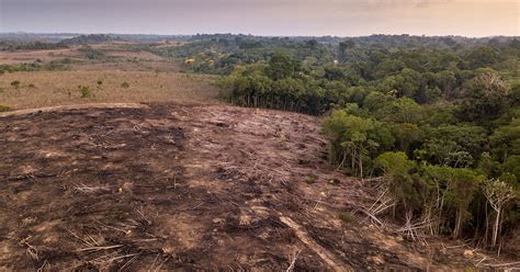 Is It Too Late To Save The Amazon Rainforest College Of Natural