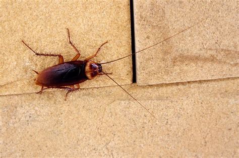 How To Identify Small Brown Bugs In A House Hunker