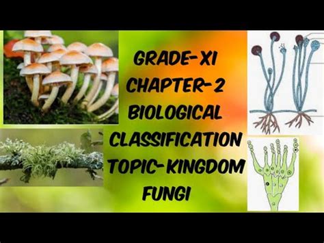 BIOLOGICAL CLASSIFICATION KINGDOM FUNGI PART YouTube