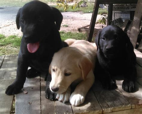 Puppies for sale in austin, tx. Labrador Retriever Puppies For Sale | Austin, TX #242532