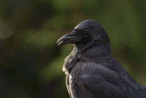 Crow Portraits Ibycter