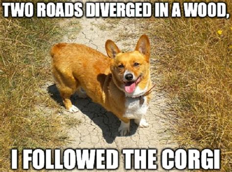 10 Funny Corgi Memes