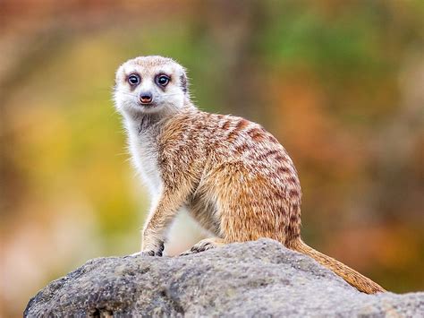 Meerkat Facts Animals Of Africa Worldatlas