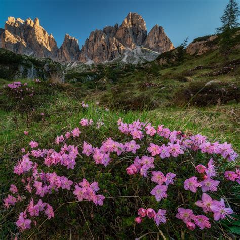 Alpine Flowers 500px Alpine Flowers Closer To Nature Nature