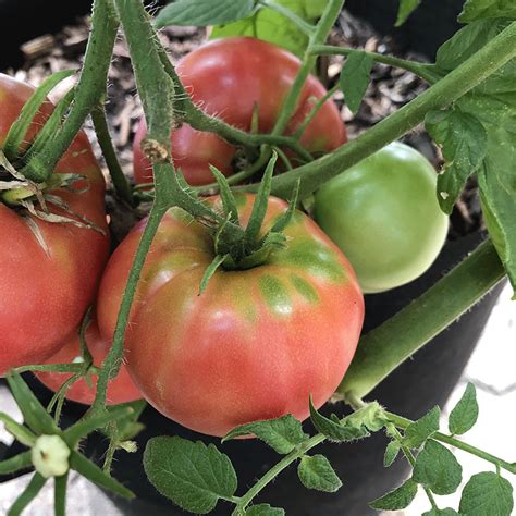 Tomato Mortgage Lifter Seeds Heirloom Seeds Canada