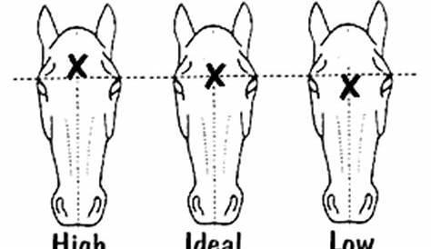 horse whorl chart meaning
