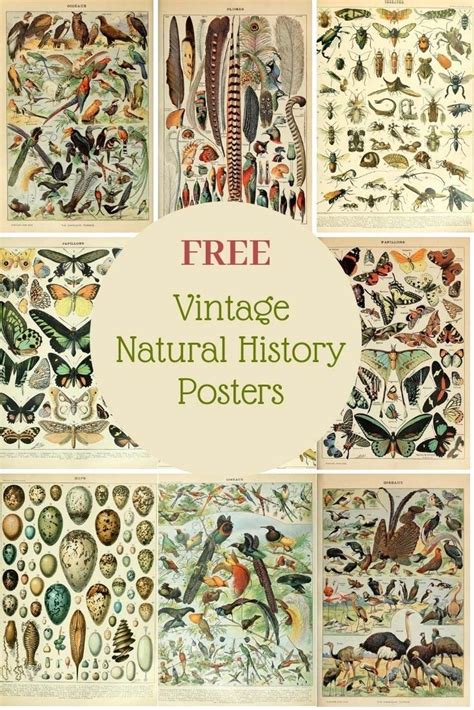 Free To Download And Print High Resolution Vintage Natural