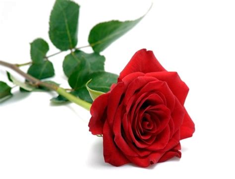 Single Red Rose Flowers - Flower HD Wallpapers, Images, PIctures ...