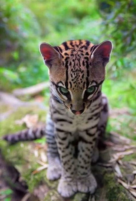 Big Cats Cool Cats Cats And Kittens Ocelot Nature Animals Animals