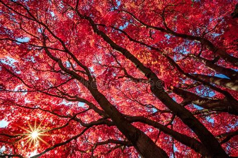 Japanese Maple Tree On A Colorful Fall Day Stock Photo Image Of Park