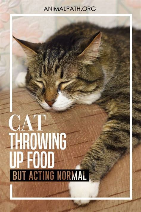 We did not find results for: Cat Throwing Up Food But Acting Normal | Cat throwing up ...
