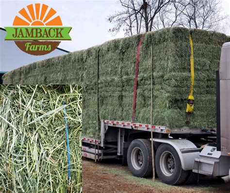 Orchardgrass And Alfalfa Mix Jamback Farms