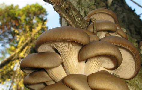 Oyster Mushrooms Identification