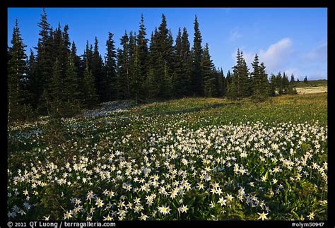 Picturephoto Avalanche Lilies In Meadow Olympic National Park
