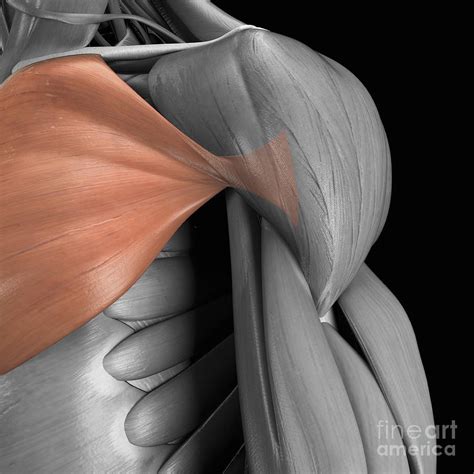 Pectoralis Major Muscle Photograph By Science Picture Co Fine Art America