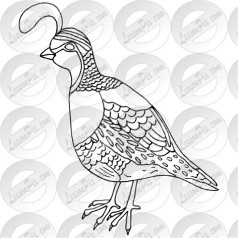 Download High Quality Animal Clipart Quail Transparent Png Images Art