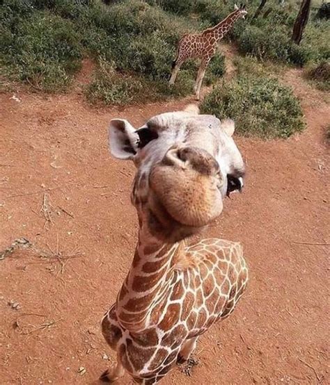 Filhote De Girafa Filhote De Girafa Girafas Bichinhos Fofos