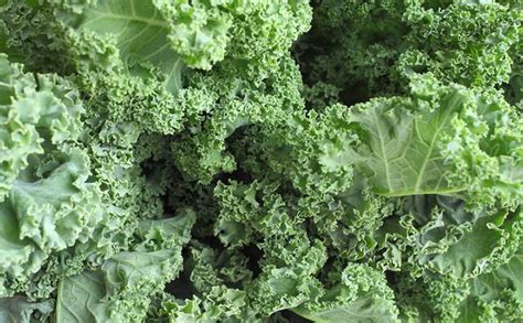 Kale Benefits 7 Reasons To Eat This Superfood University Health News