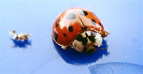 Ladybugs Have Angry Faces Imgur