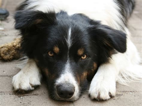 Sad Border Collie Lying On The Sidewalk Wallpapers And Images