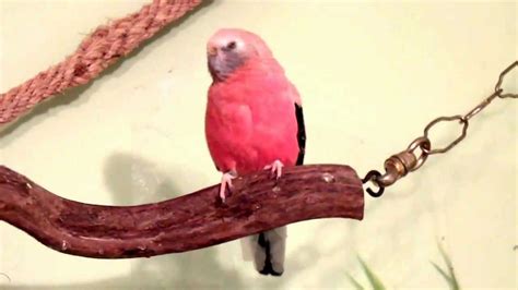 Rosey Bourke Parakeets Are Pretty In Pink Youtube