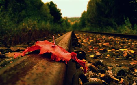 Close Up Autumn Season Railroad Tracks Foliage Wallpaper 1920x1200