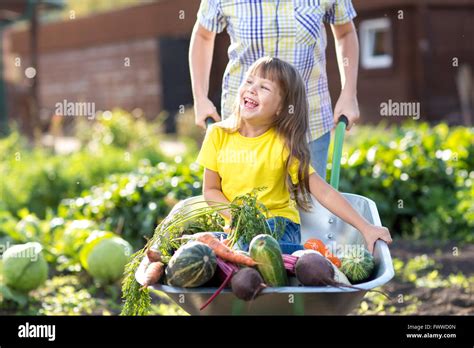 Little Child Girl Inside Wheelbarrow With Vegetables In The Garden