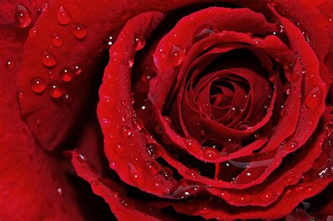 Close Up Of Red Rose And Rain Drops Photo Kath Brewer Photos At