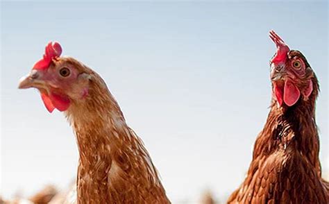 Further Avian Flu Outbreaks Confirmed In Asian Poultry Flocks