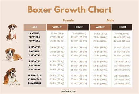 Boxer Growth Chart Too Small Or Just Right Pawleaks