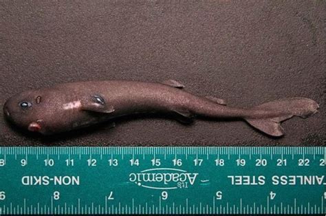 What Is The Smallest Shark In The World Your Utility Library