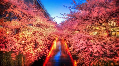 Meguro River Cherry Blossom Wallpaper Backiee