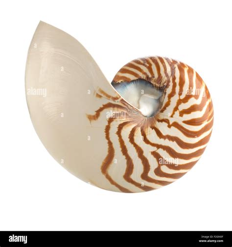 Chambered Nautilus Shell Stock Photo Alamy