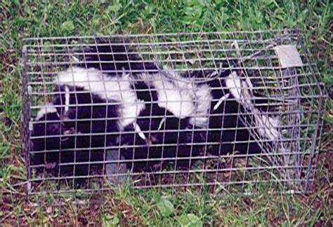 Skunk Trapping - How to Trap a Skunk