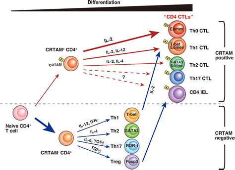 Frontiers CD CTL A Cytotoxic Subset Of CD T Cells Their Differentiation And Function