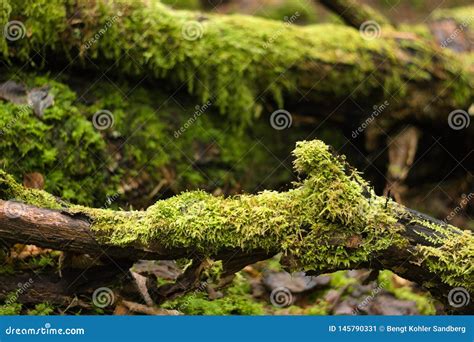 Old Fallen Trees With Lots Of Moss On Them Close Up Stock Image