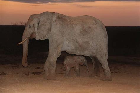 Former Orphaned Elephant Returns To Visit Her Rescuers — With A New
